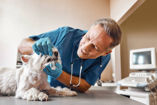 Best Broken or Cracked Tooth Emergency Dentist in Johnston, SC